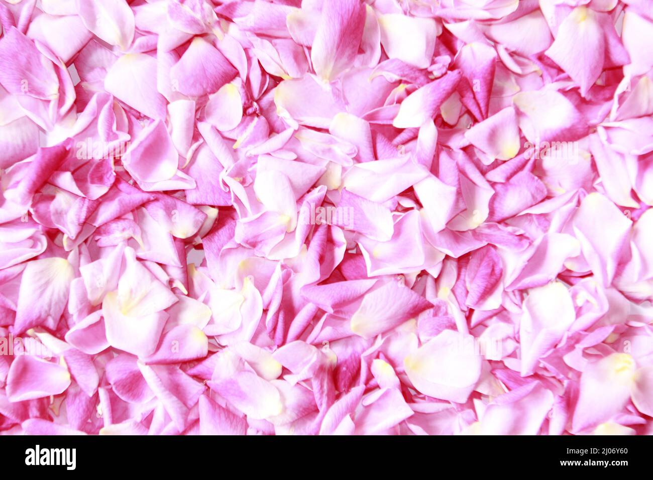 Rose Petals, Pink