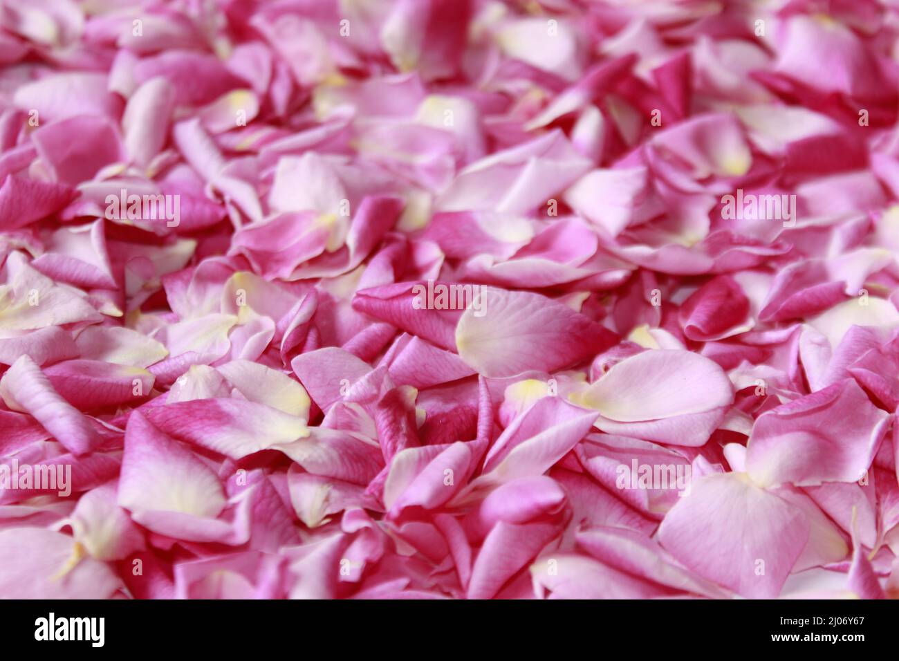 Pink rose petals, pink colours background, soft card Stock Photo Alamy