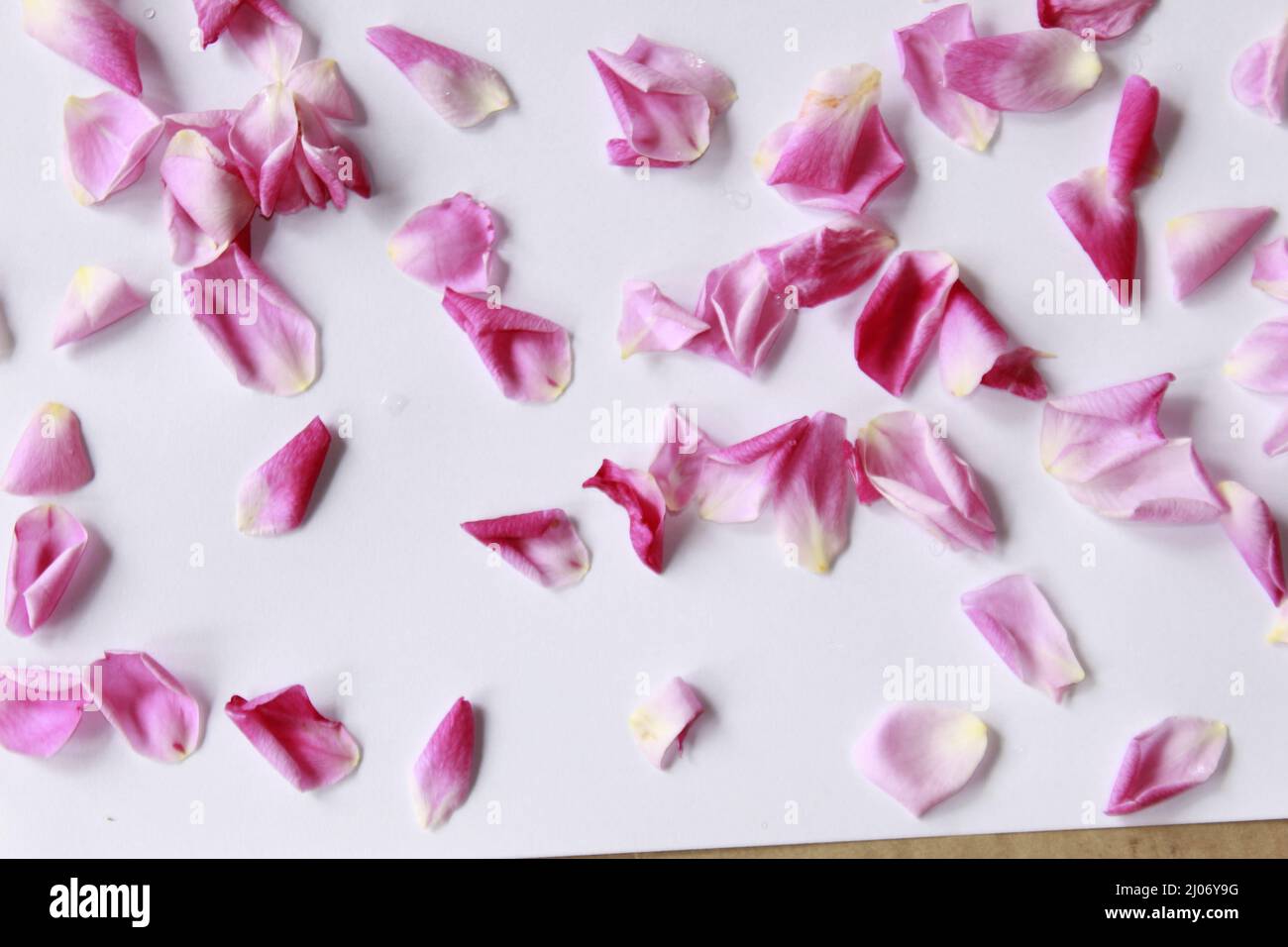 Pink Rose flower petals background. Cosmetics for a sensitive skin care. Natural petal Stock Photo