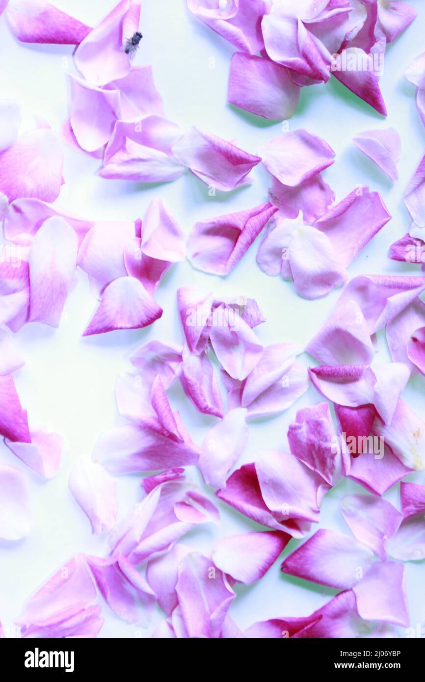 Pink background with rose petals. Top view. Floral print. Abstract blooming  texture. Spring concept Stock Photo - Alamy
