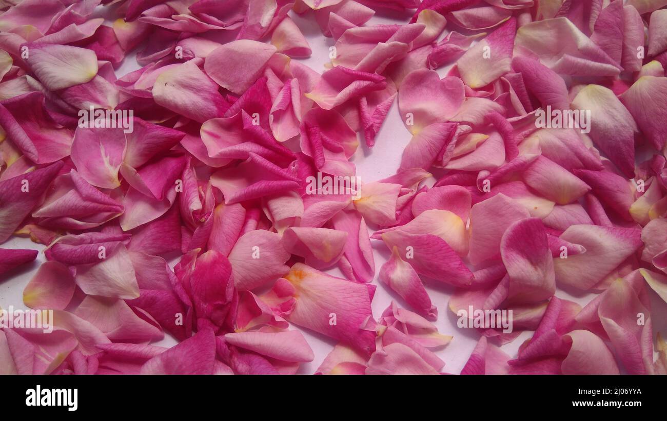 Pink Rose flower petals background. Cosmetics for a sensitive skin care. Natural petal Stock Photo