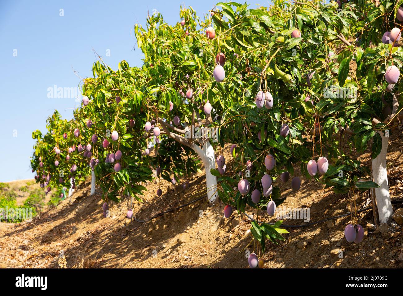 Orchard ripe mango on a branch in garden Stock Photo Alamy