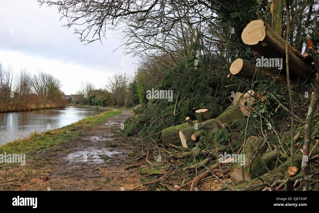 Cw 7908 Fallen tree removed from L and L at Bagganley Bridge 24.2.2022 In one week three named storm’s “Dudley� “Eunice� and “Franklin� blew across t Stock Photo