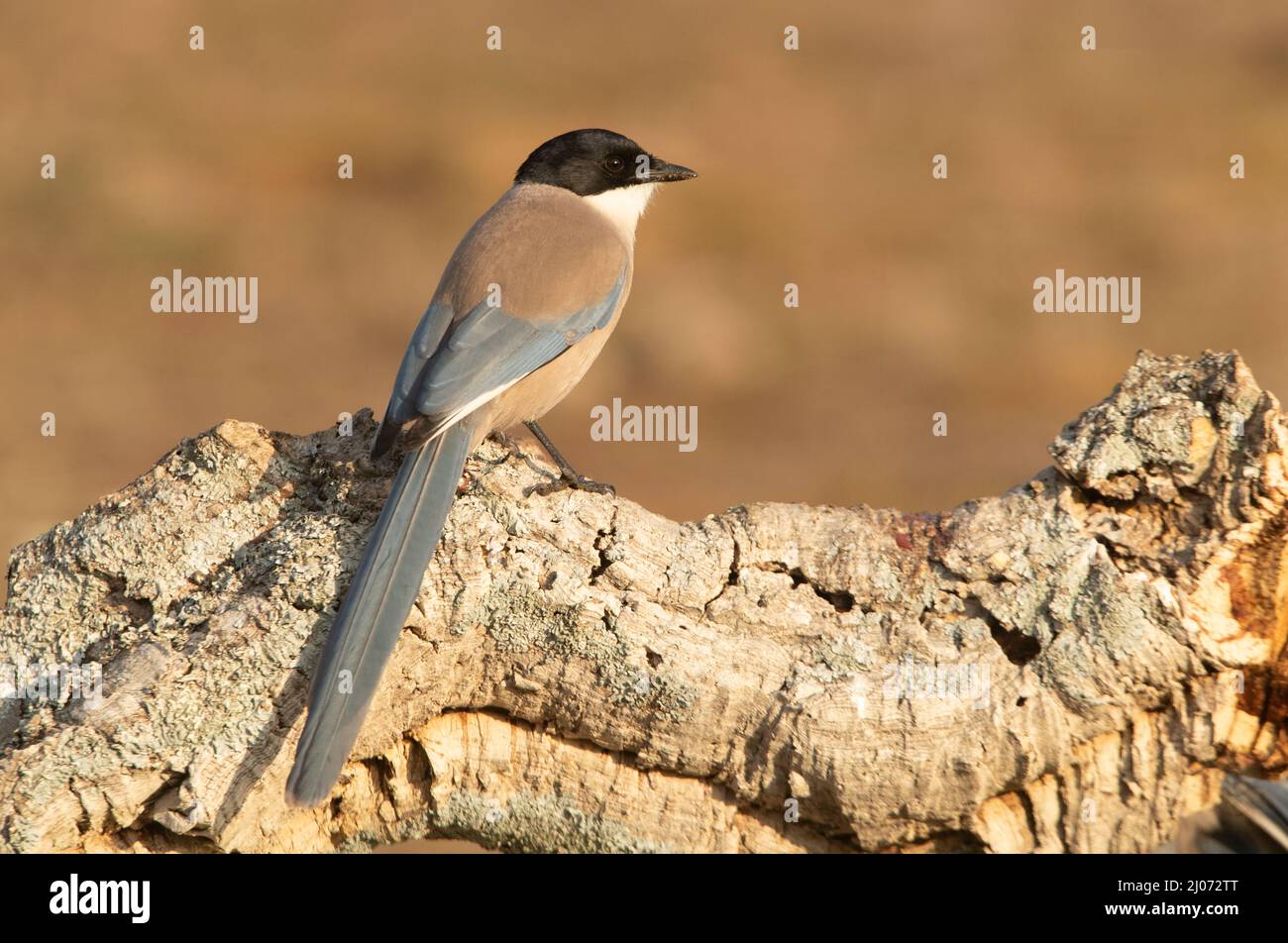 Azure-winged magpie in an area of Mediterranean scrub and forest in its territory with the first light of day Stock Photo