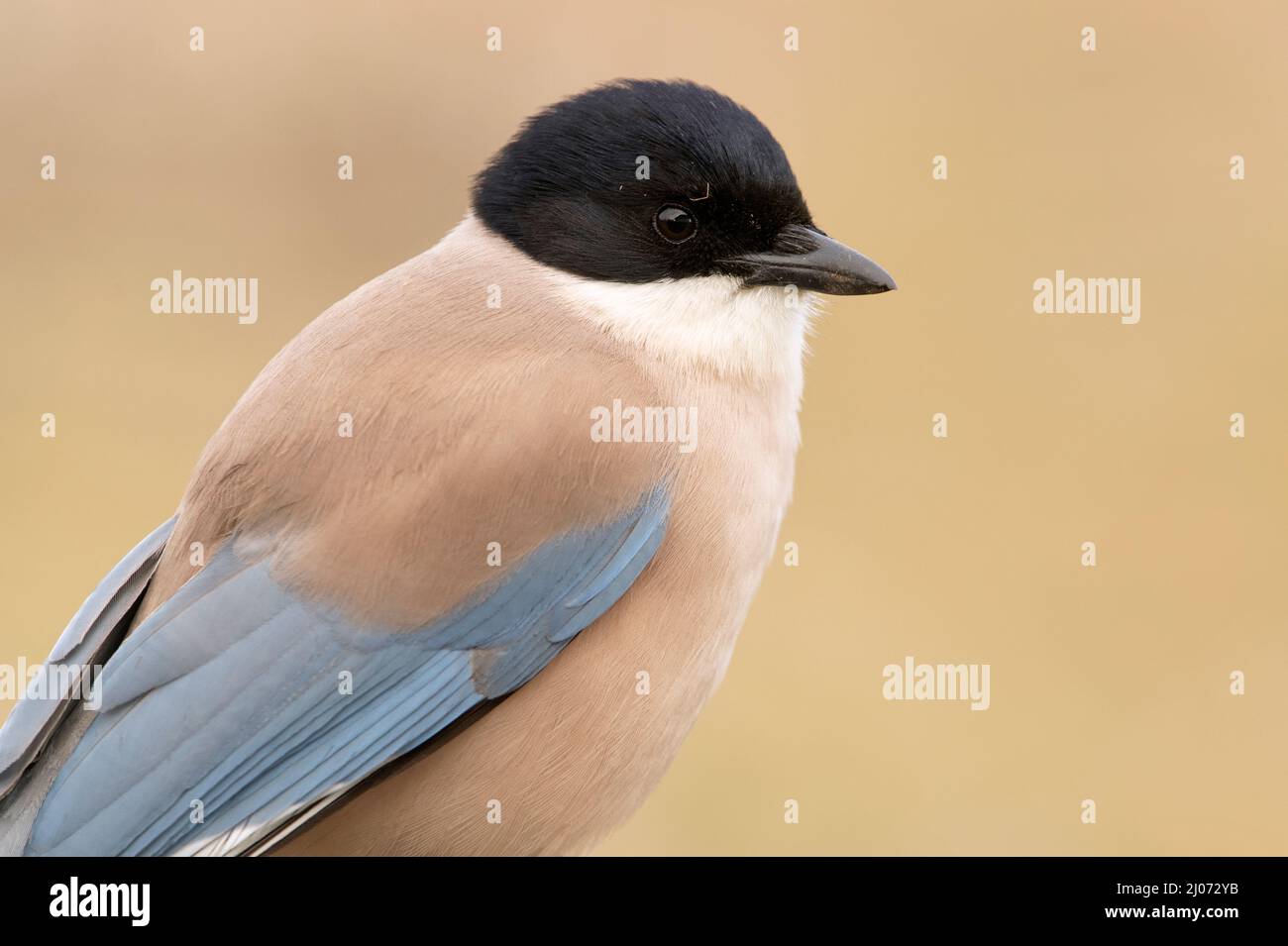 Azure-winged magpie in an area of Mediterranean scrub and forest in its territory with the first light of day Stock Photo
