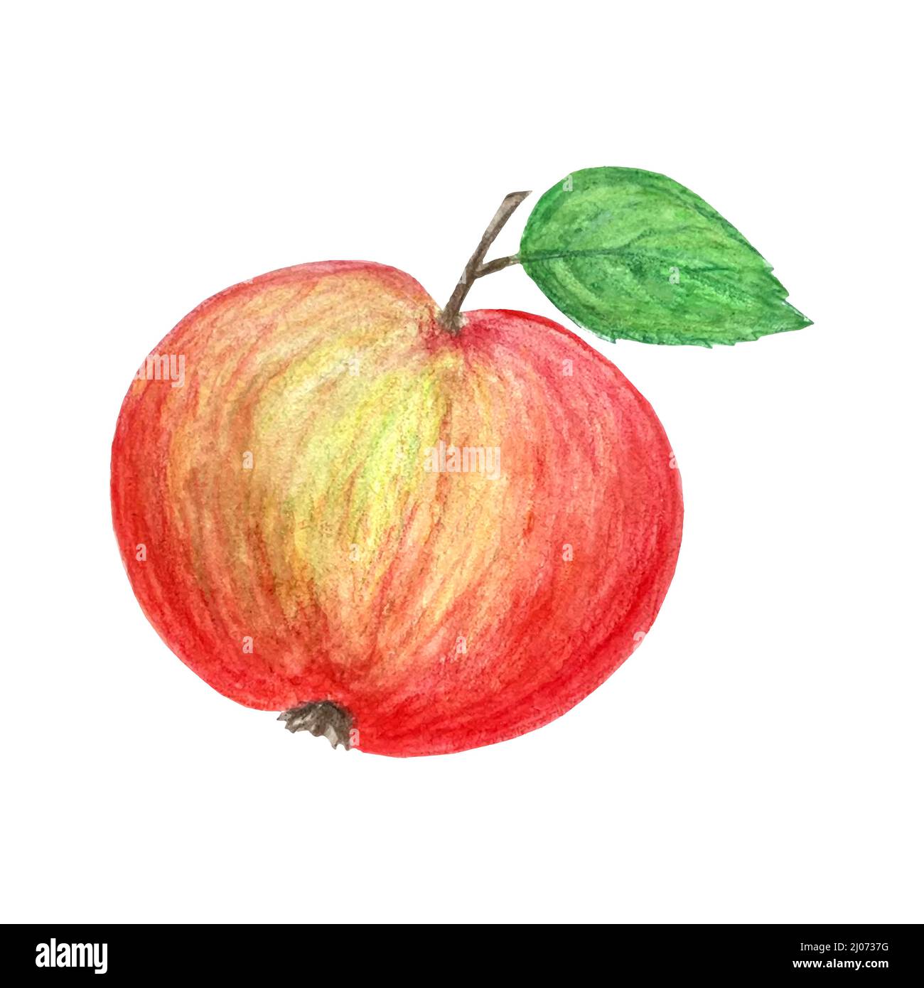 Apple red-yellow watercolor pencil hand drawn, isolated. Vector illustration Stock Vector