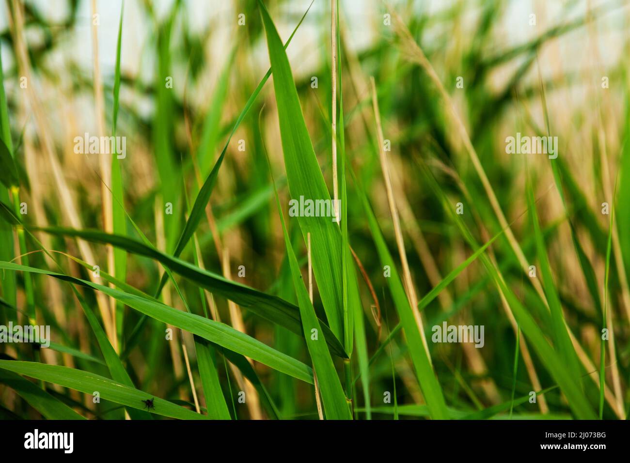 intense green grass close up Stock Photo