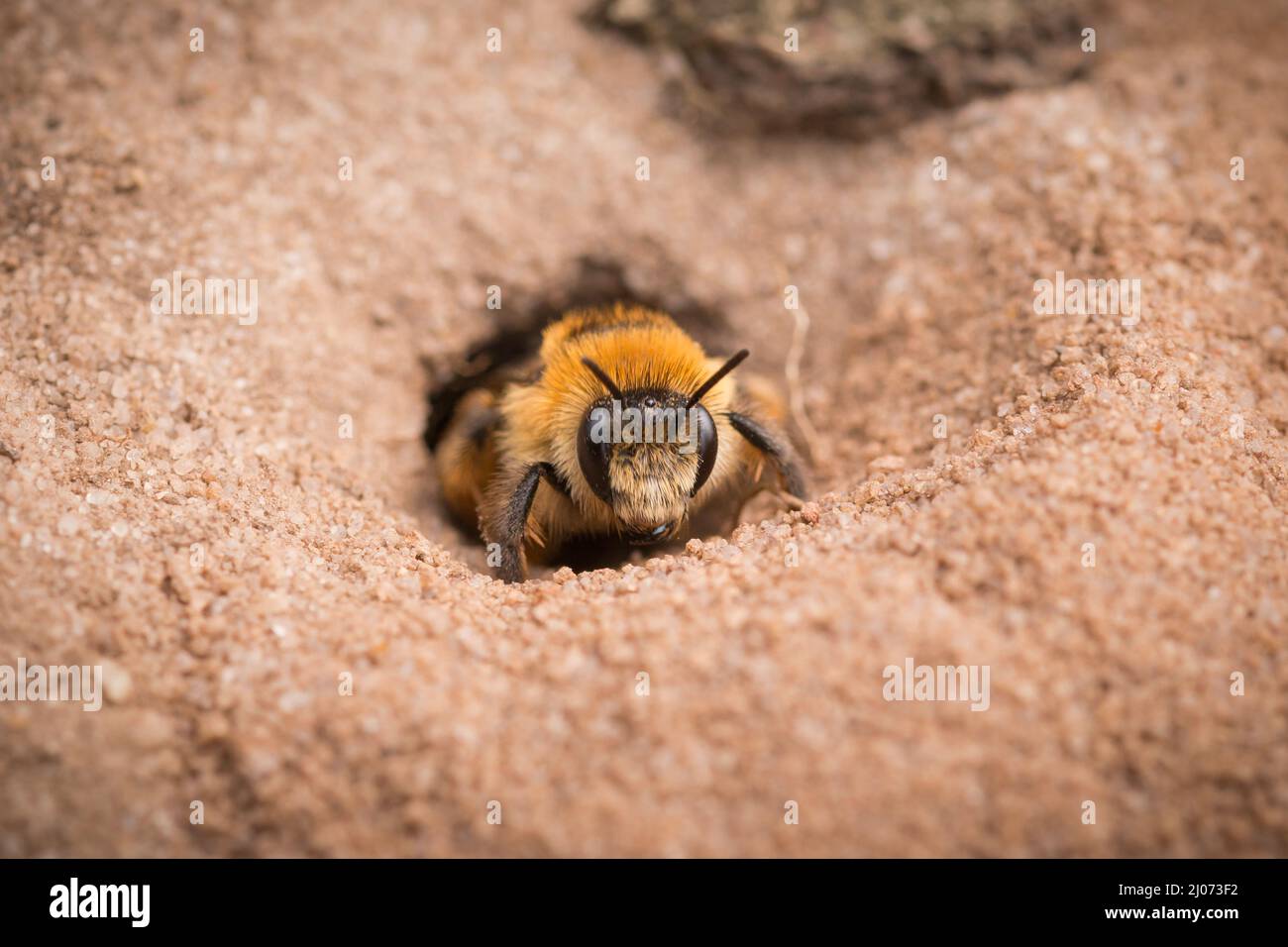 A pantaloon bee (Dasypoda hirtipes) emerges from its newly dug burrow in the Suffolk sand Stock Photo