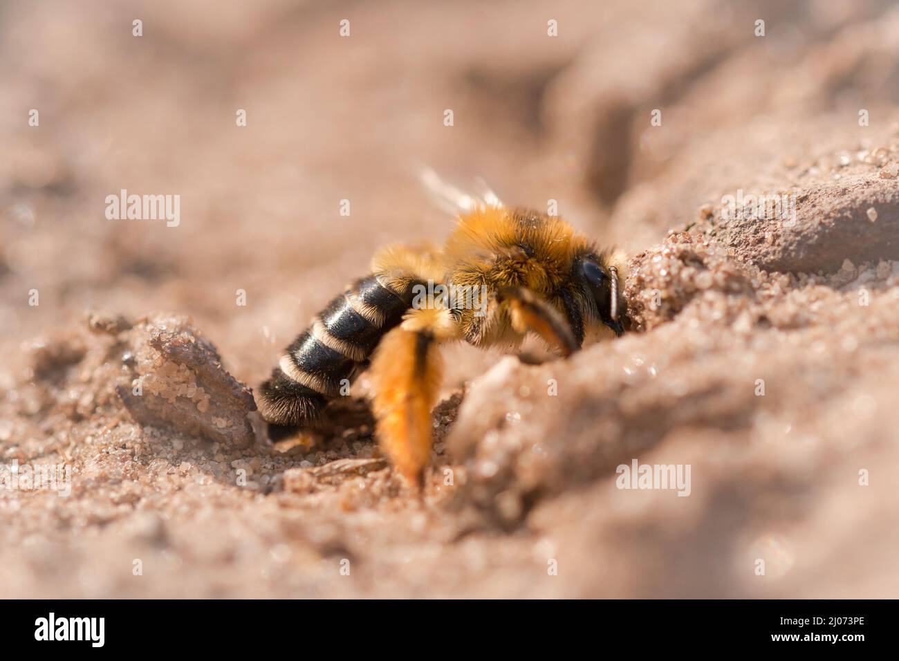A little hairy legged mining bee (Dasypoda hirtipes) digs a burrow in the soft sand of Minsmeres digging alley Stock Photo
