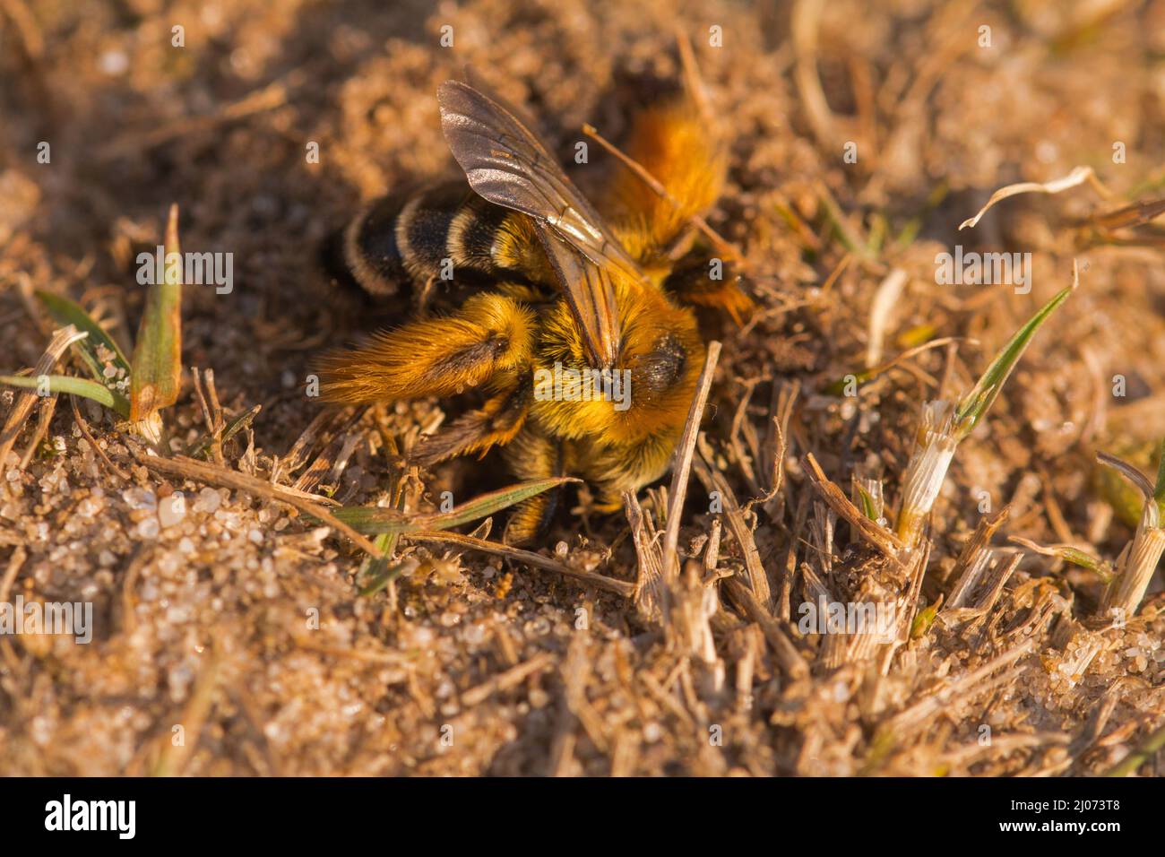 The Pantaloon bee (Dasypoda hirtipes) starts digging a new burrow in the soft Suffolk sand Stock Photo