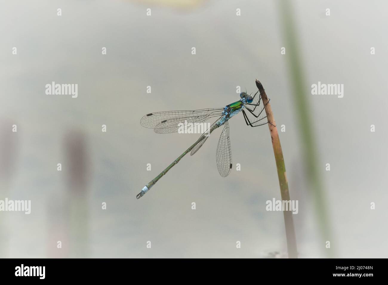 The emerald damselfly (Lestes sponsa) sits for a break on the reeds in ...