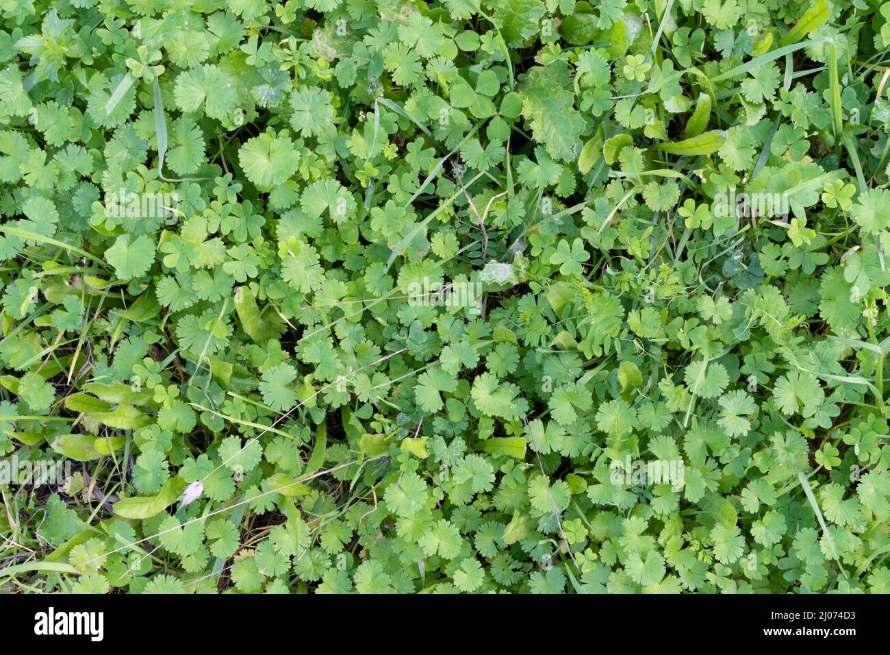 Mantle top hi-res stock photography and images - Alamy