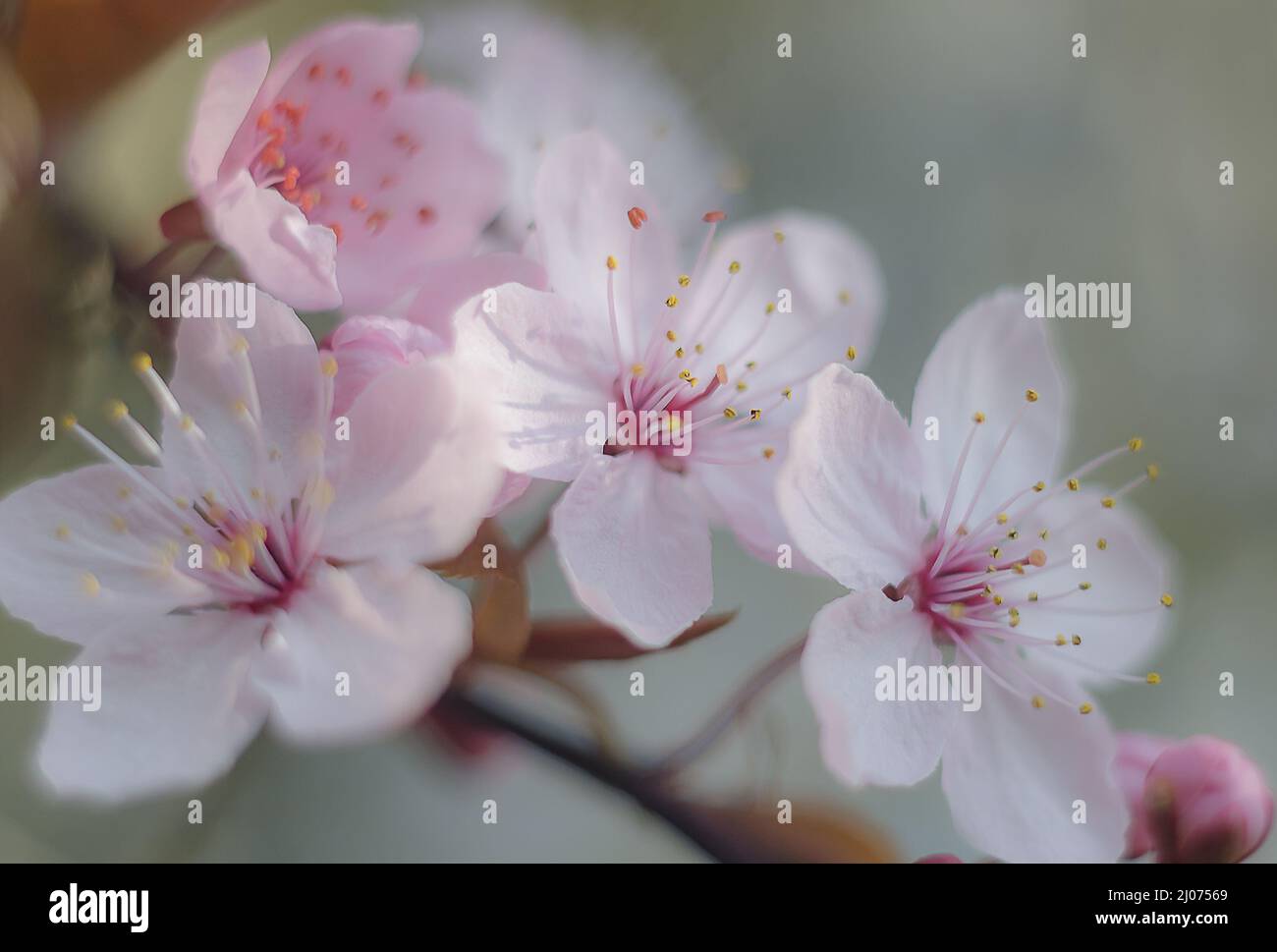 Soft delicate flowers hi-res stock photography and images - Alamy