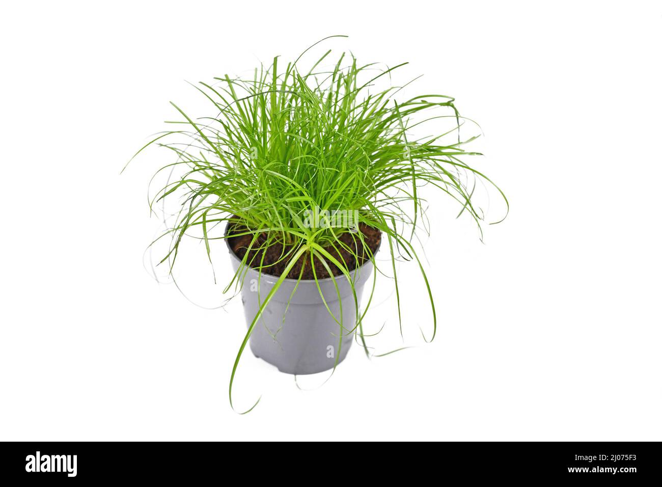 Cat grass 'Cyperus Zumula' used for cat to help them throw up hair balls on white background Stock Photo