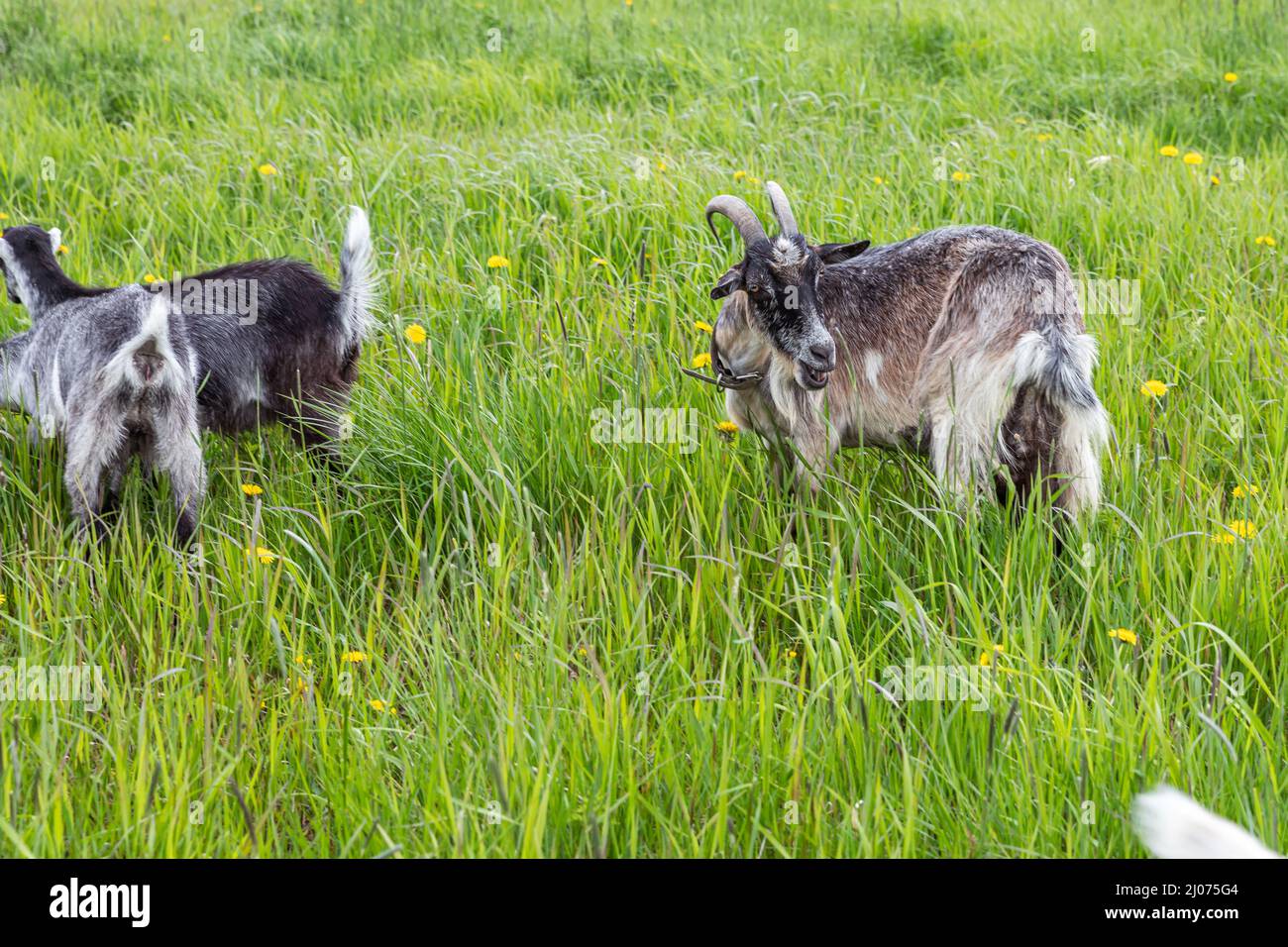 Cute free range goatling on organic natural eco animal farm freely