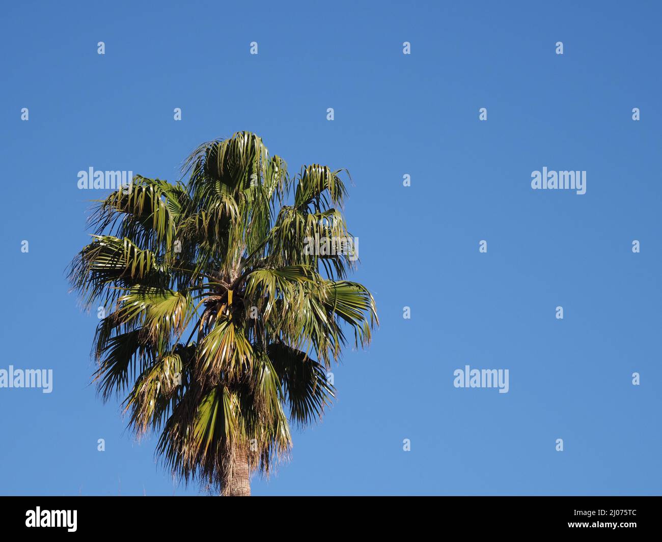 Crown of palm tree in african Chefchaouen town in Morocco with clear blue sky in 2019 warm sunny spring day on April. Stock Photo