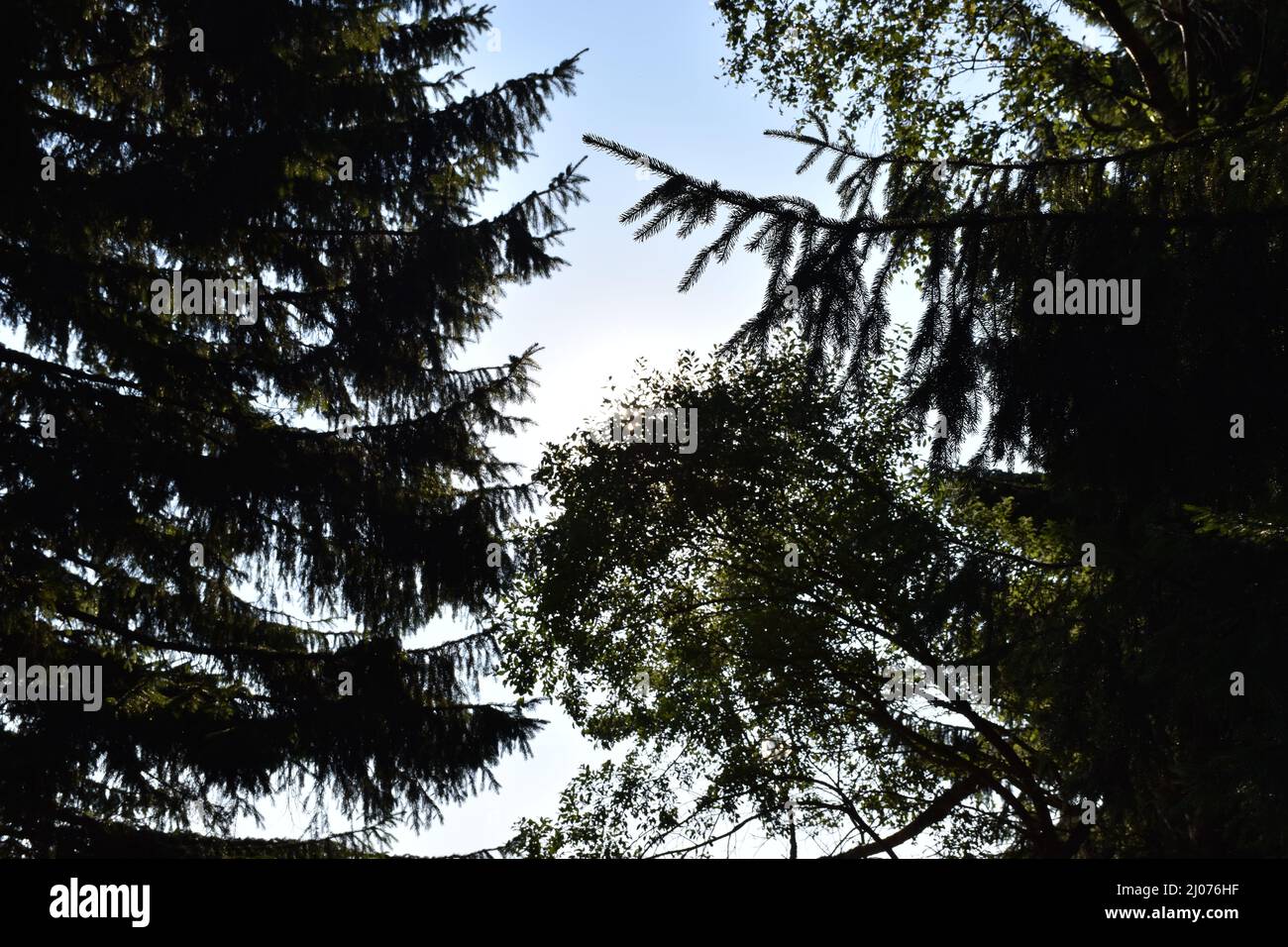 Pine trees in a forest against a sky Stock Photo - Alamy
