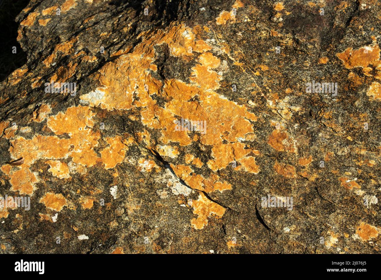 Caloplaca is a genus of crustose lichen closely related to the more colourful Golden Crust. This species is common on rocks at higher altitudes Stock Photo