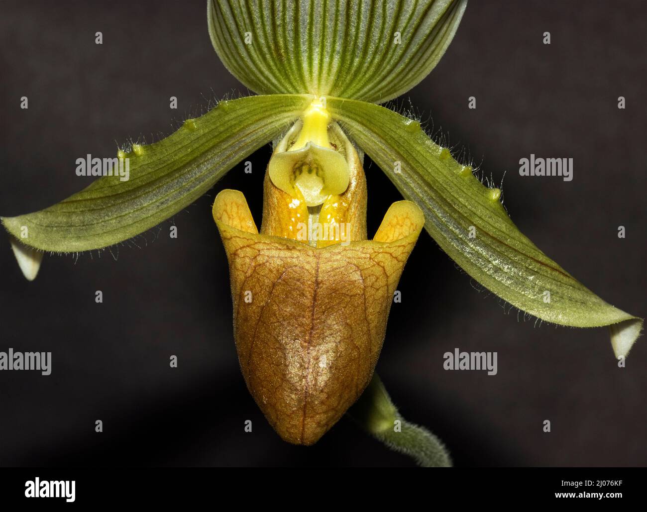 The Lady or Venus Slipper Orchid is native to SE Asia and an arboreal epiphyte of the rainforests. Their unusual shape gives rise to the name Stock Photo
