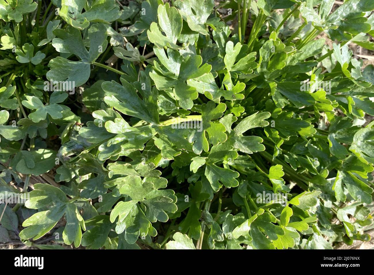 Lush green leaves of Ranunculus sceleratus (Celery-leaved buttercup, cursed buttercup) plant Stock Photo