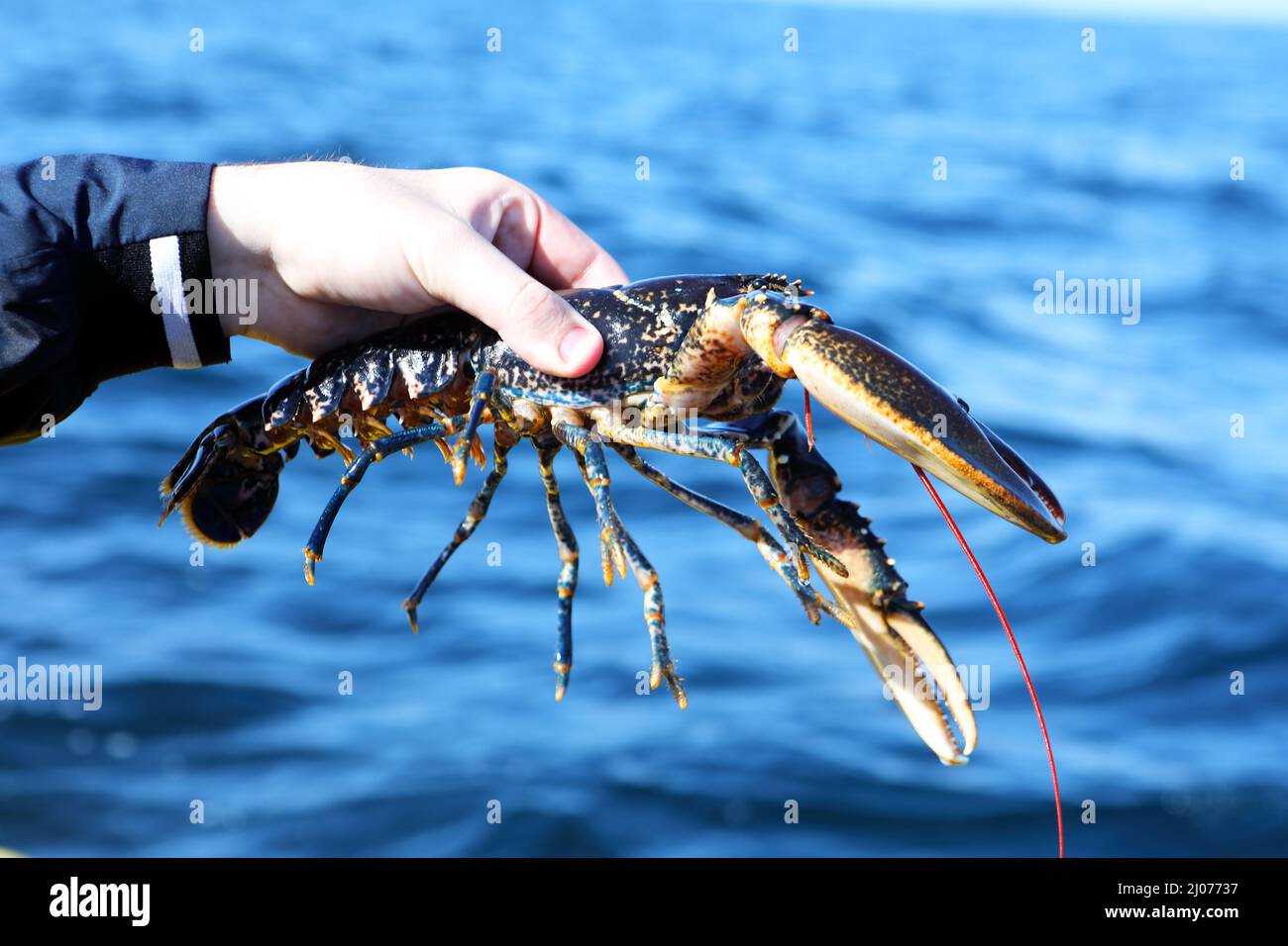 Man holding lobster caught from a lobster creel Stock Photo