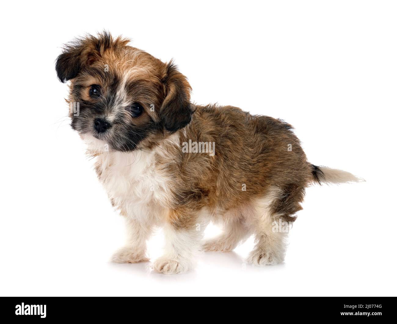 Are Lhasa Apsos Hypoallergenic Dogs