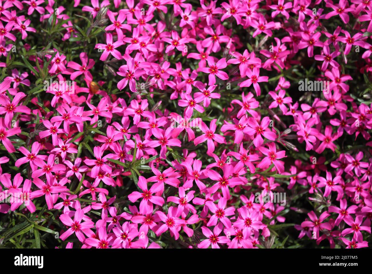 purple phlox in the garden Stock Photo Alamy