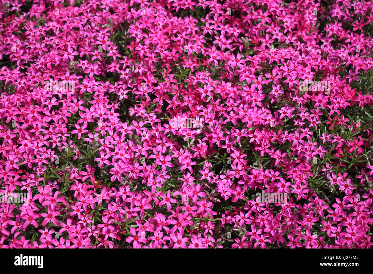 purple phlox in the garden Stock Photo Alamy