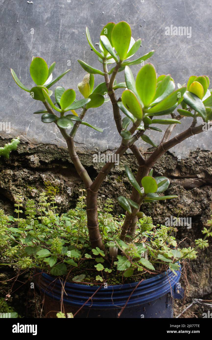 crassula ovata potted plant in overgrown with weeds Stock Photo