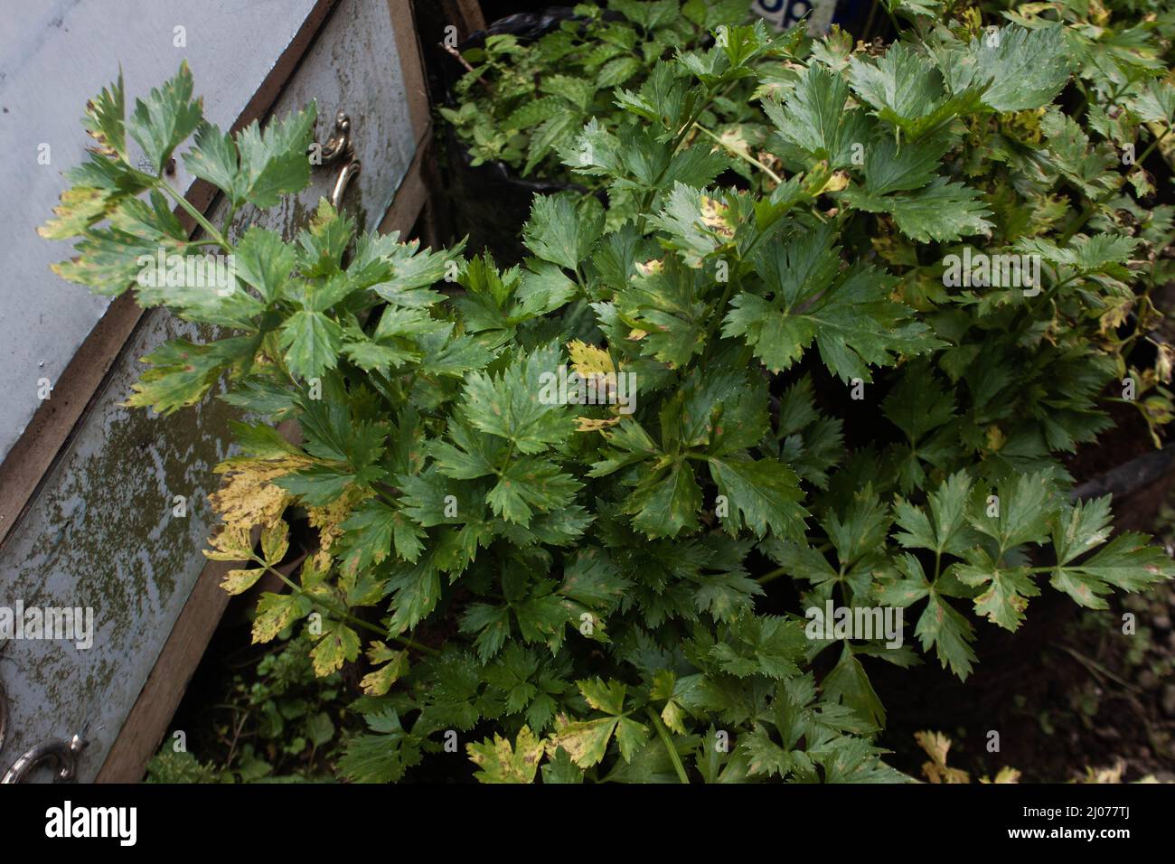 celery leaves that start to turn yellow in the rainy season Stock Photo