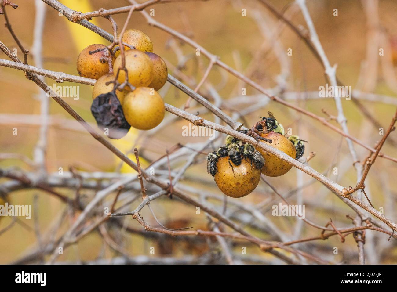 Bees Enjoying Muscadine Grapes Stock Photo