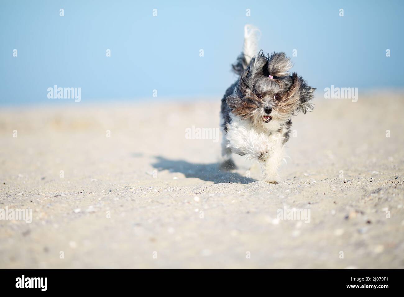 Adorable, happy and funny Bichon Havanese dog running on the beach with flying ears and hair on a bright sunny day. Shallow depth of field, focus on t Stock Photo