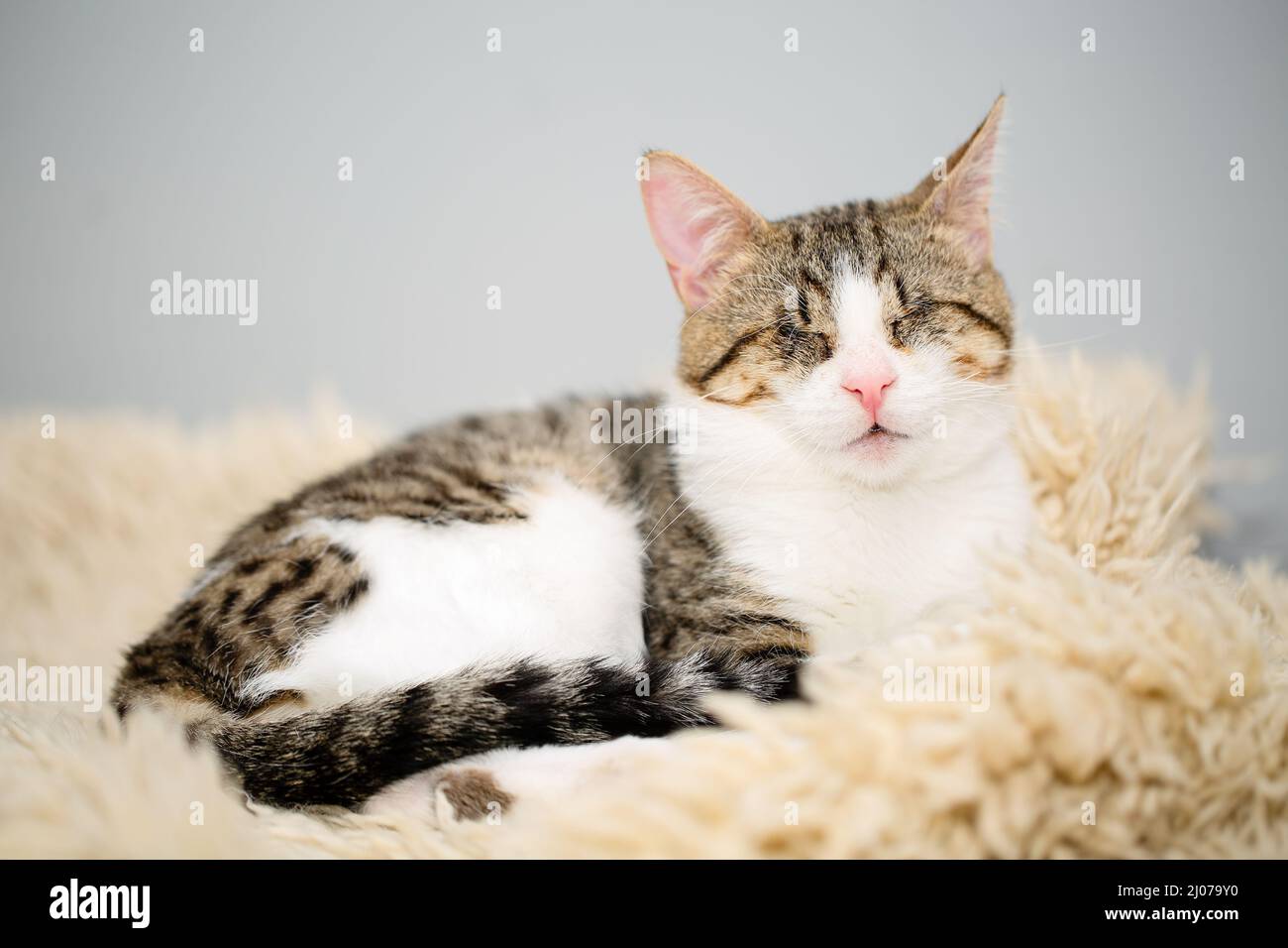 Portrait of an adorable blind white and brown tabby cat lying on a beige fleecy rug. Cute and affectionate rescued kitty, lost its eyes due to a sever Stock Photo