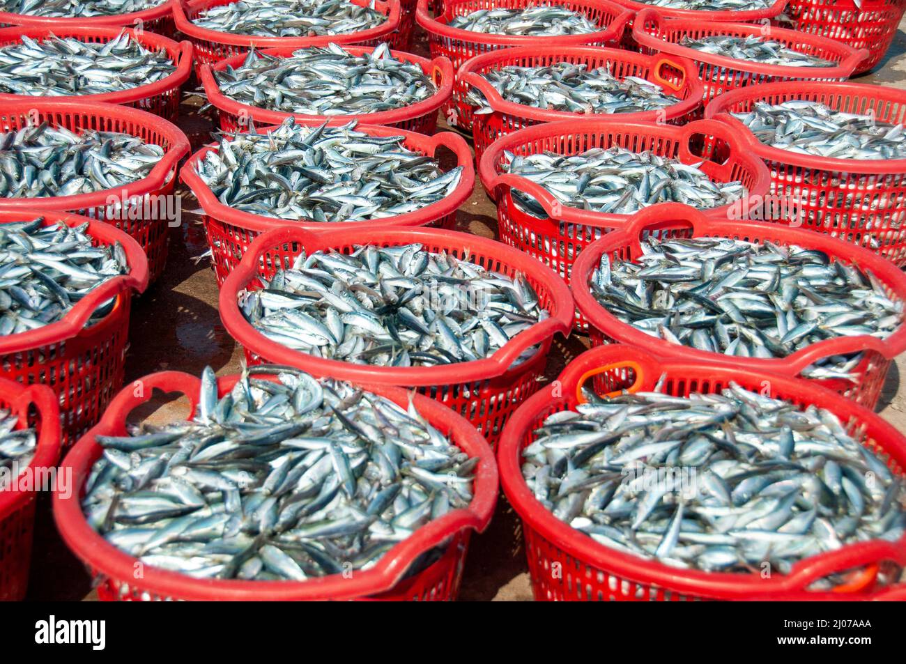 Fish drying in the sun to make fish sauce Stock Photo Alamy
