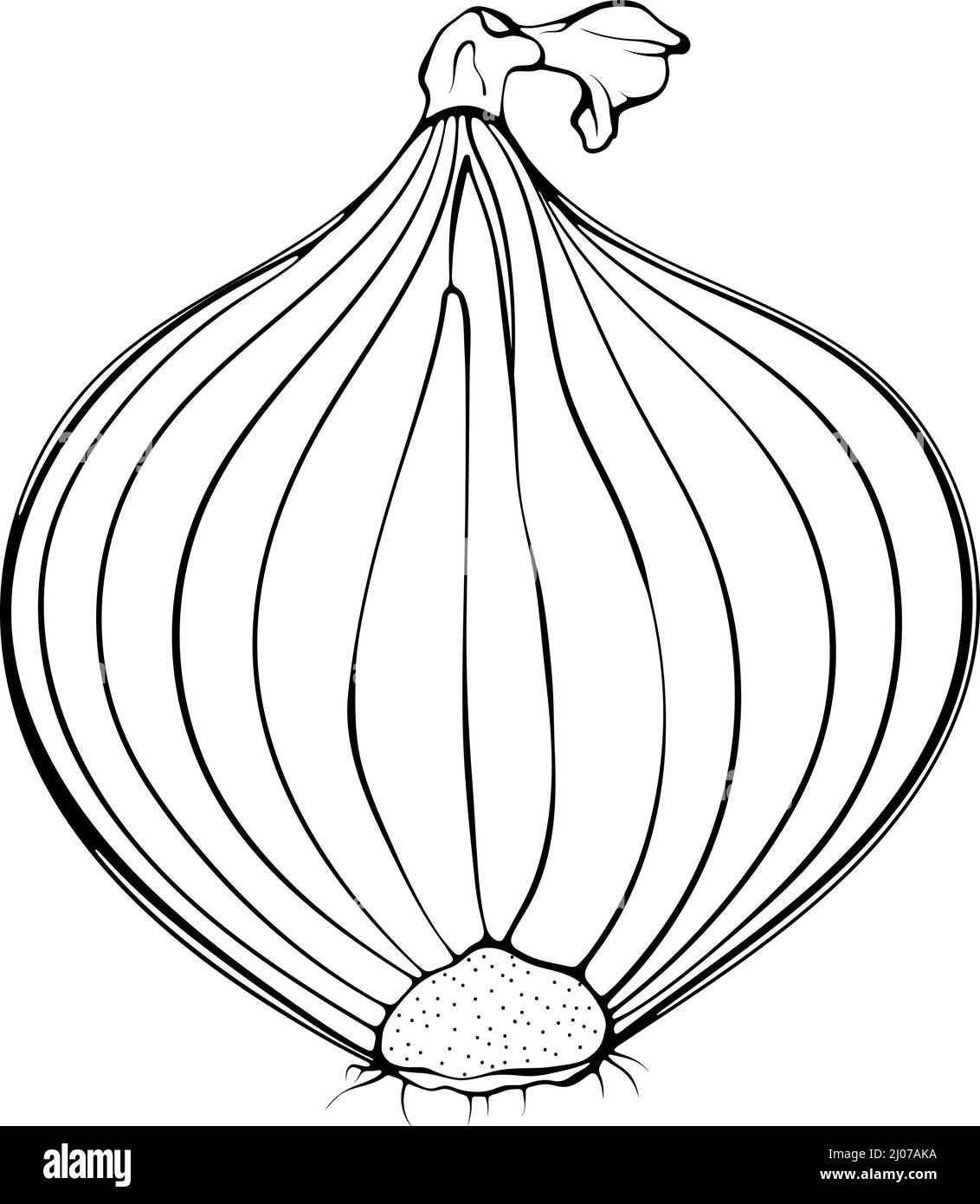 Onion vegetable Black and White Stock Photos & Images Alamy