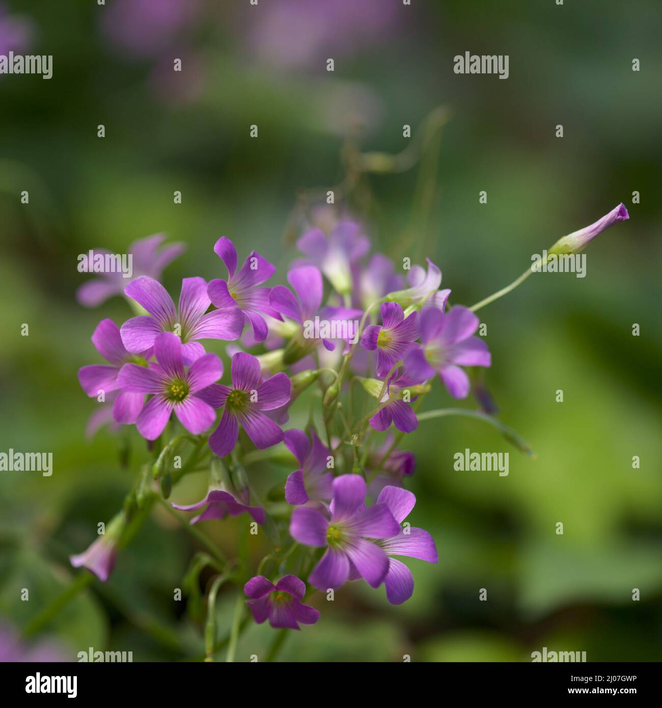 Flora of Gran Canaria - Oxalis corymbosa, pink sorrel, introduced plant natural macro floral background Stock Photo