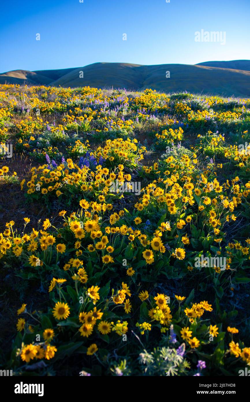 Vertical shot field hi-res stock photography and images - Alamy