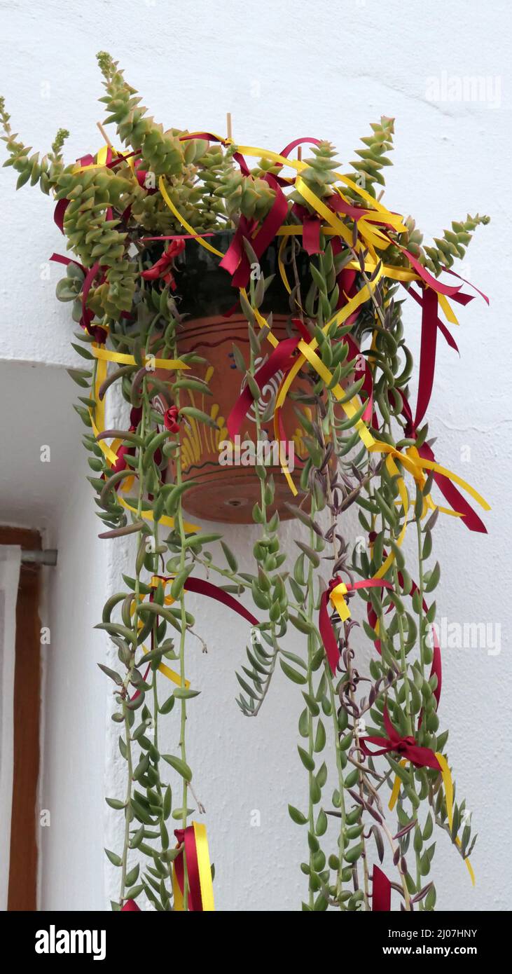 Wall mounted painted flowerpot with drooping plant decorated with red and yellow ribbons Stock Photo