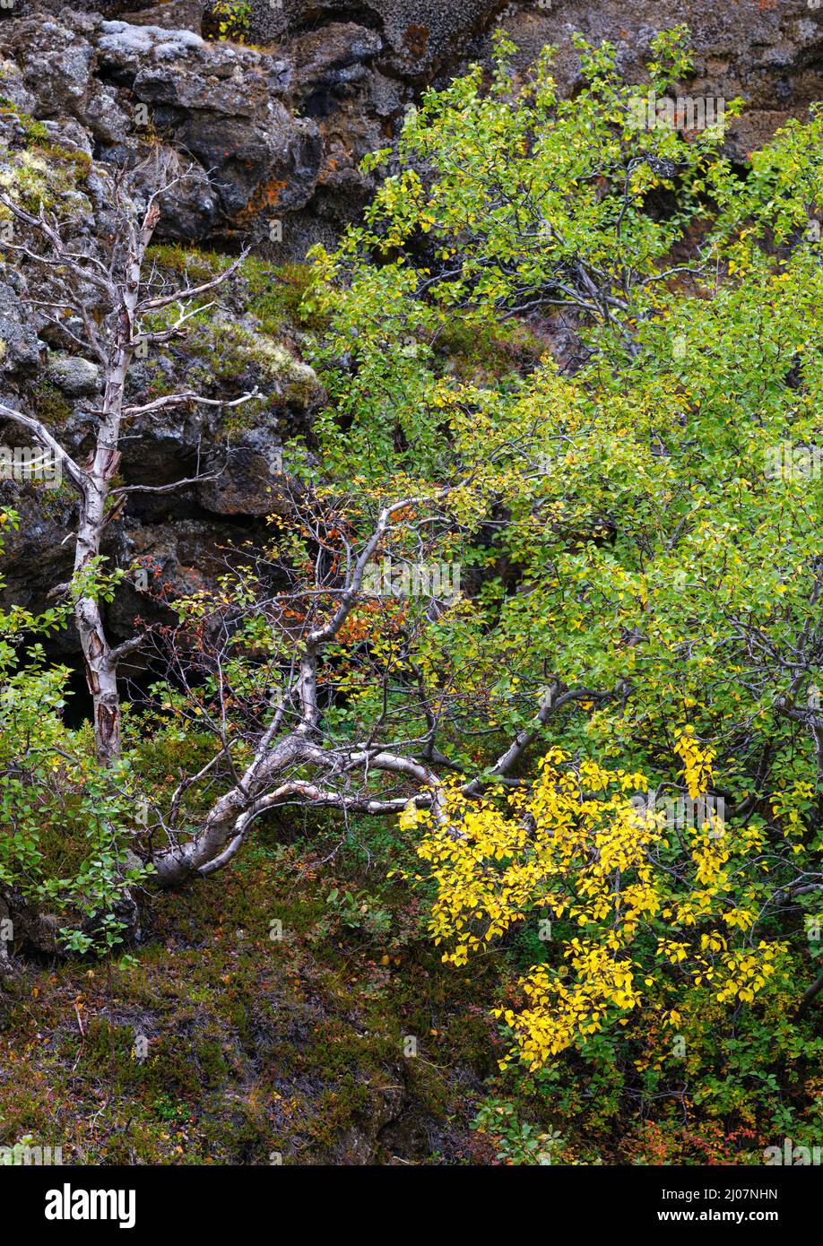 Downy birch (Betula pubescens) during fall. Dimmuborgir lava field, rock formations created by cooling of lava while flowing over wetlands and ponds. Stock Photo