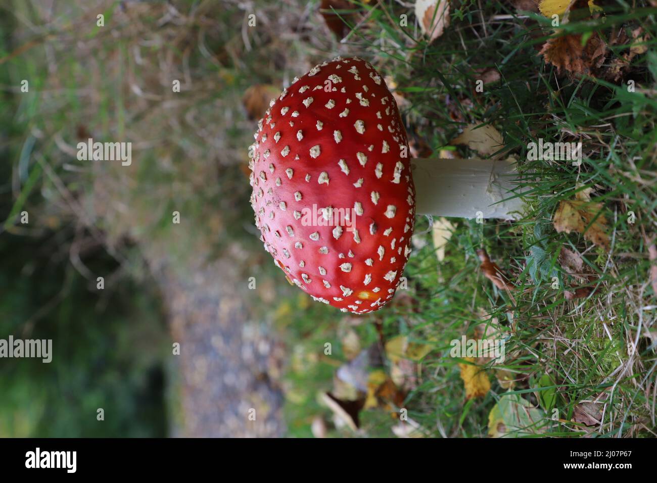 Fly agaris toadstool or mushroom Stock Photo