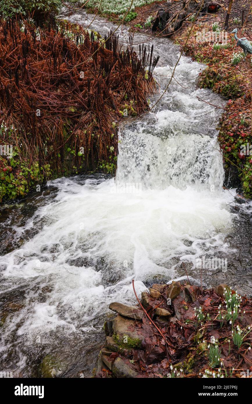 Bubbling stream at Dawyck Stock Photo Alamy