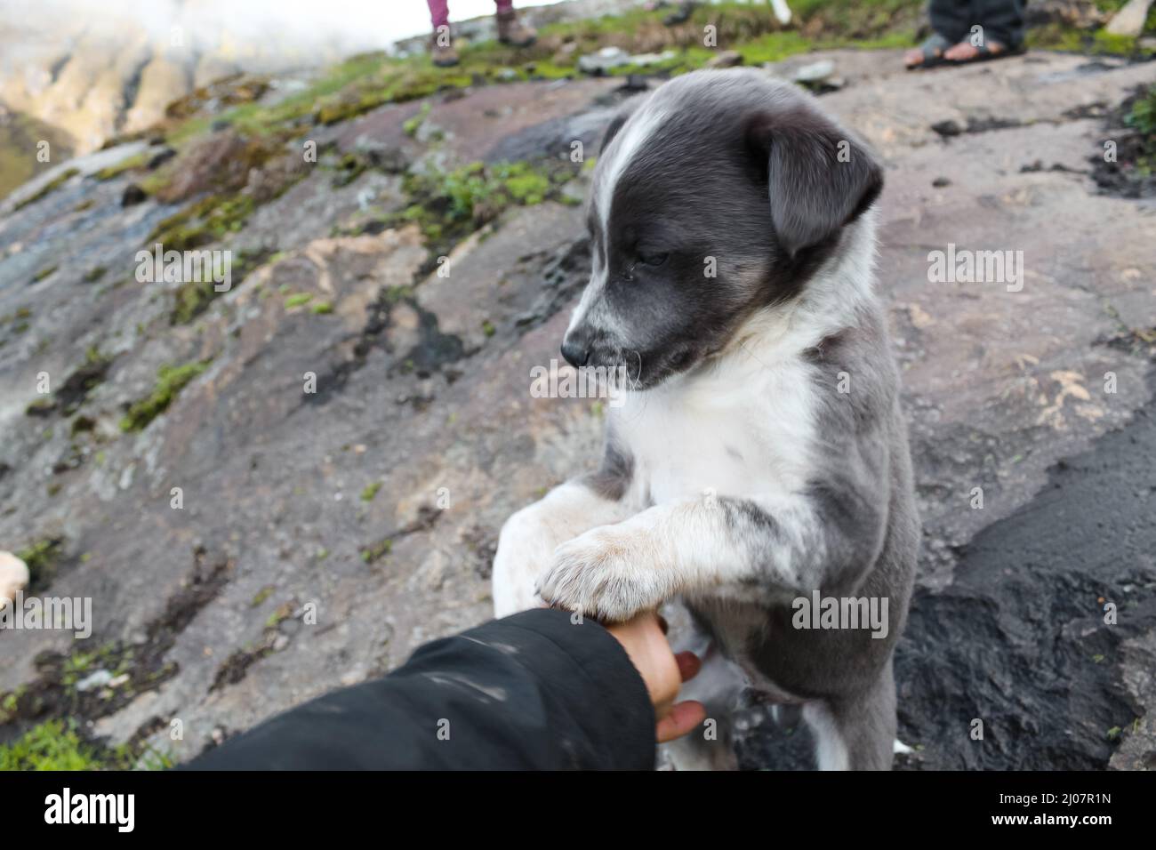 Bi color dog hi-res stock photography and images - Alamy