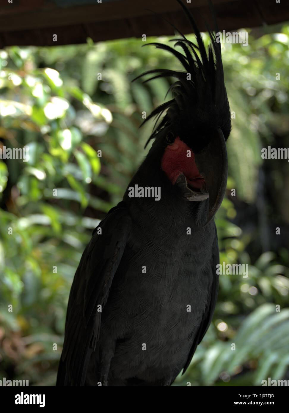 Black parrots hi-res stock photography and images - Alamy