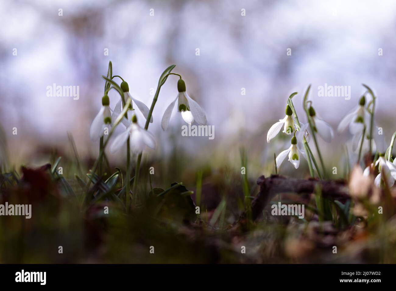 Snowdrops flowers on light blue sky, soft focused background Stock Photo