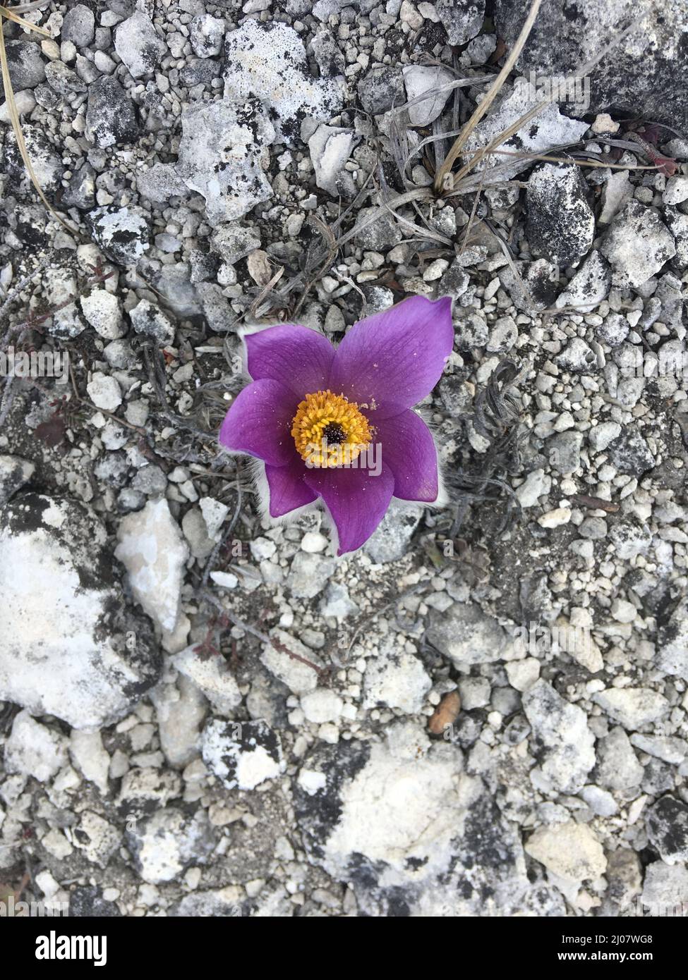 Top view lilac pulsatilla flower on grey stone background Stock Photo