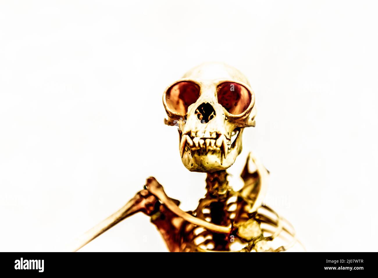 Skeleton of an Orangutan. *** Local Caption ***  orangutan,simia satyrus,skull,headshot,front view,one animal,animal,skeleton,animal themes,creativity Stock Photo