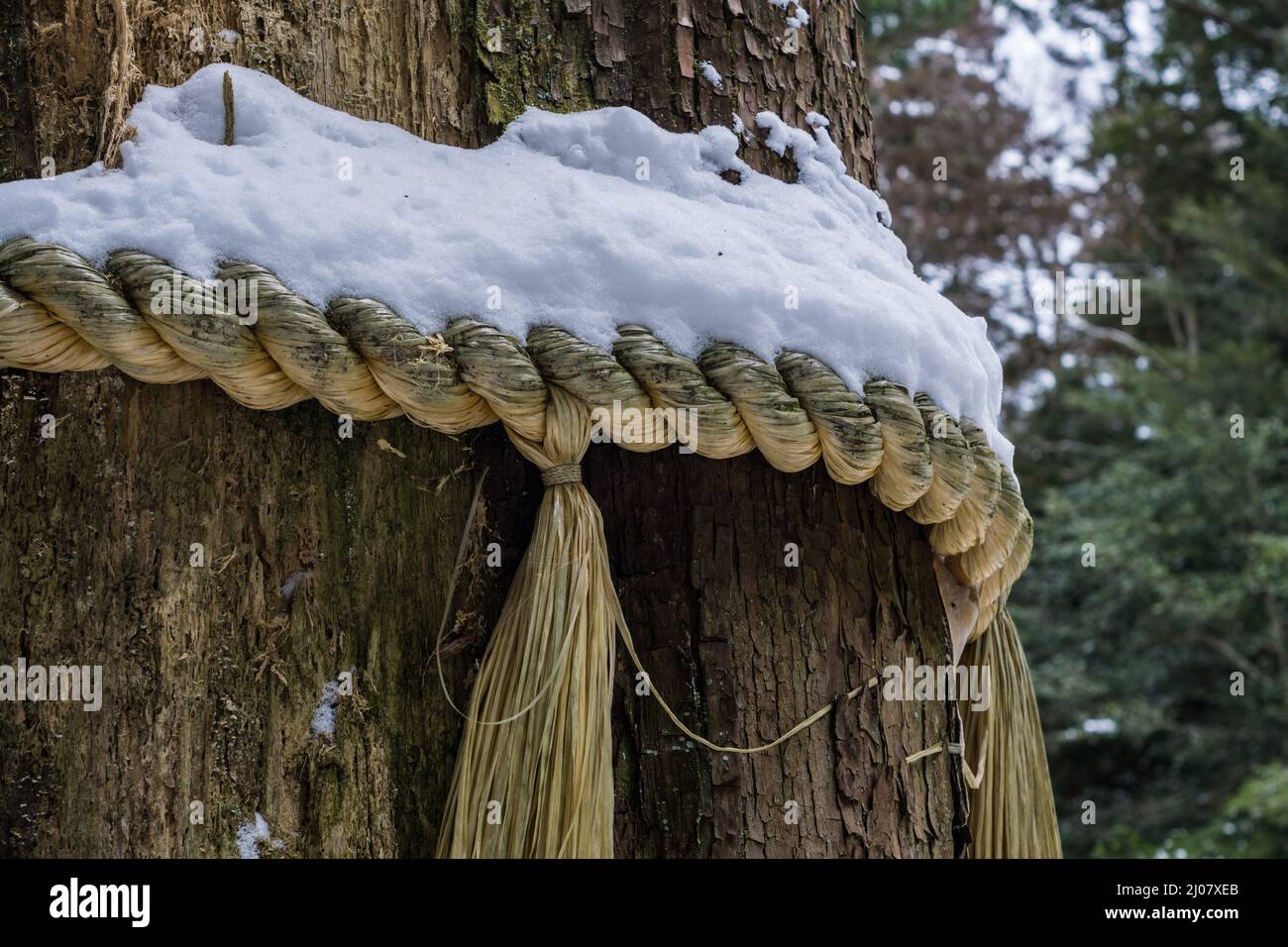 Traditional Japanese Shinto shimenawa sacred rope covered in snow, tied around a large tree in a forest in Kyoto Japan. Stock Photo