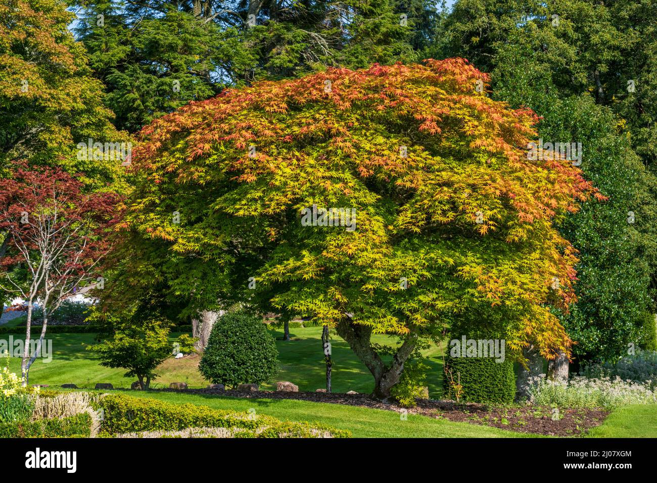 Deciduous trees in Drummond Castle Gardens near Crieff in Perthshire, Scotland, UK Stock Photo