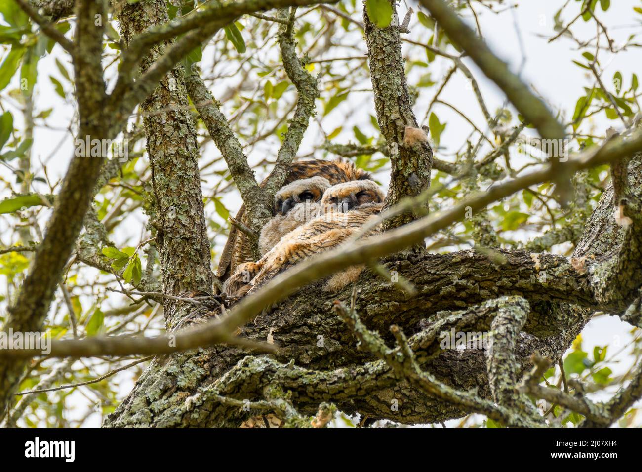 Parent and pair of nestling great horned owls in nest in Audubon Park, New Orleans, LA, USA Stock Photo