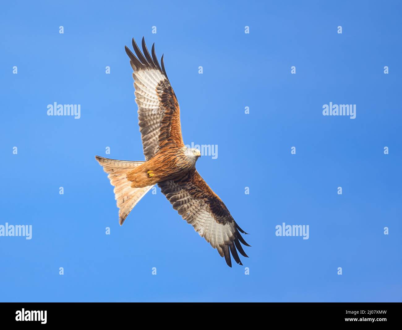 Red kite, Milvus milvus, flying with spread wings in clear blue sky , a bird of prey in the family Accipitridae, Rhineland, Germany Stock Photo